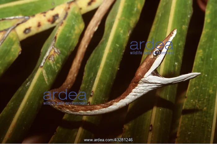 : VINE SNAKE-GAPING MOUTH : VINE SNAKE-GAPING MOUTH
