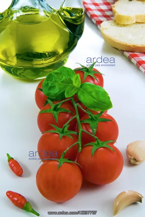 : Vine tomato, tomato of Pachino (Province of Syracuse : Vine tomato, tomato of Pachino (Province of Syracuse