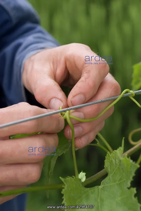 : Vine, Vitis coignettiae : Vine, Vitis coignettiae