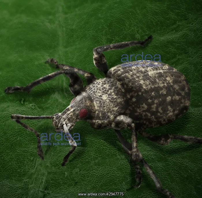 : Vine Weevil : Vine Weevil