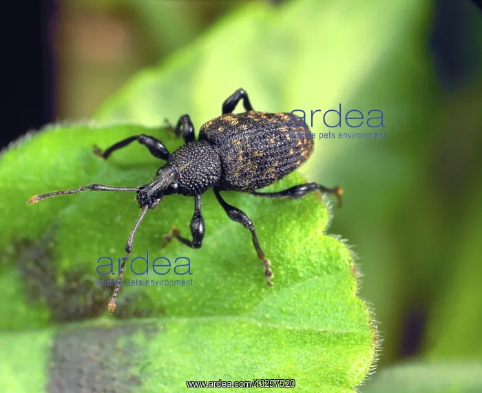 : Vine Weevil : Vine Weevil
