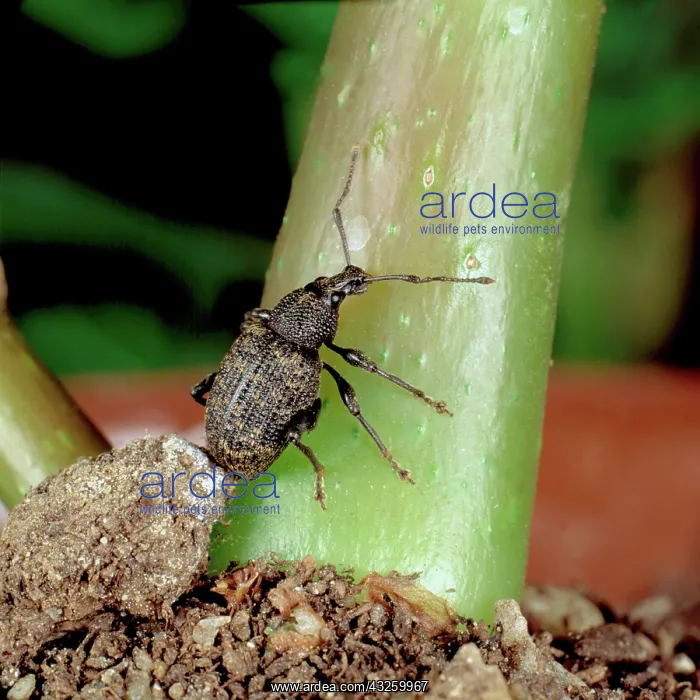 : Vine Weevil : Vine Weevil
