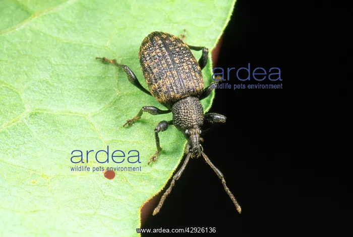 : Vine Weevil - adult : Vine Weevil - adult