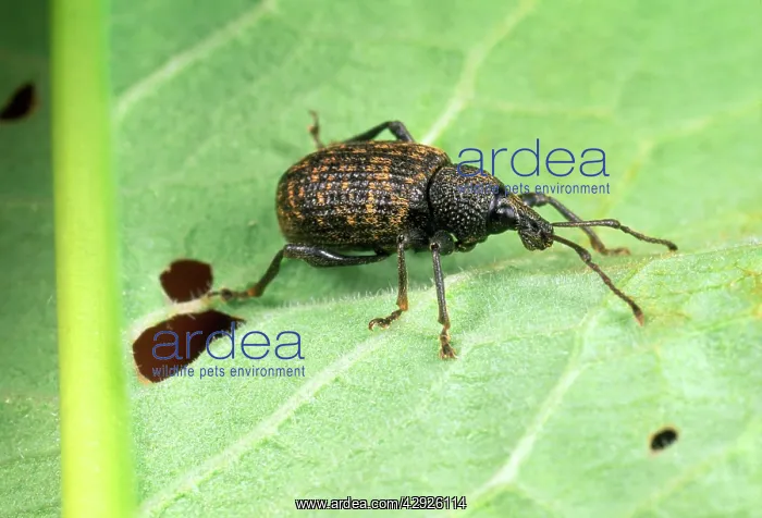 : Vine Weevil - adult on leaf : Vine Weevil - adult on leaf