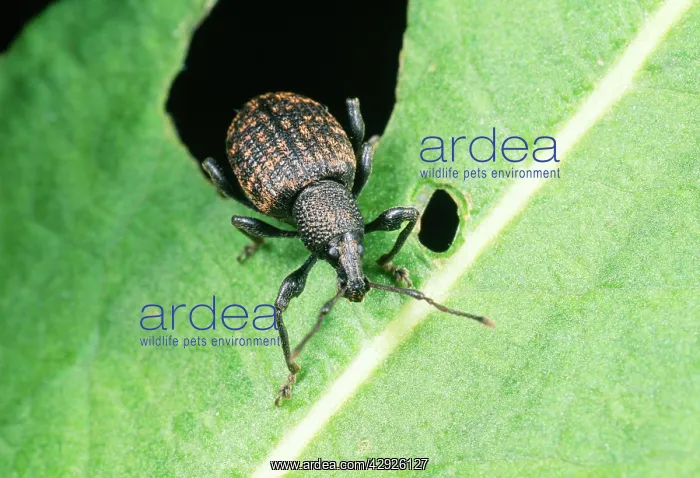 : VINE WEEVIL - ADULT ON LEAF : VINE WEEVIL - ADULT ON LEAF