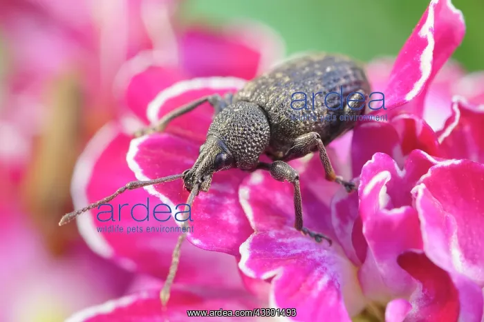 : Vine Weevil adult on primula flowers - Norfolk UK : Vine Weevil adult on primula flowers - Norfolk UK