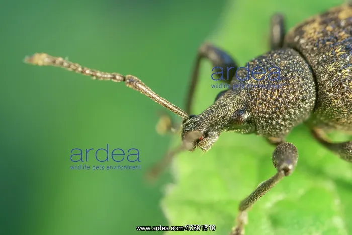 : Vine Weevil adult on primula leaf - Norfolk UK : Vine Weevil adult on primula leaf - Norfolk UK