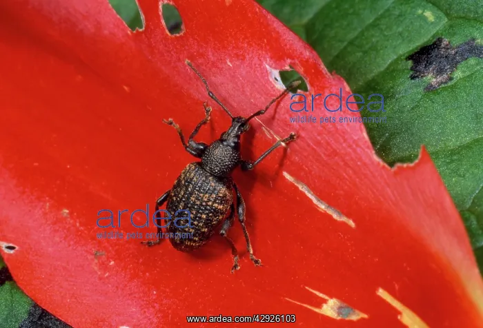 : Vine Weevil - adult, on red petal : Vine Weevil - adult, on red petal