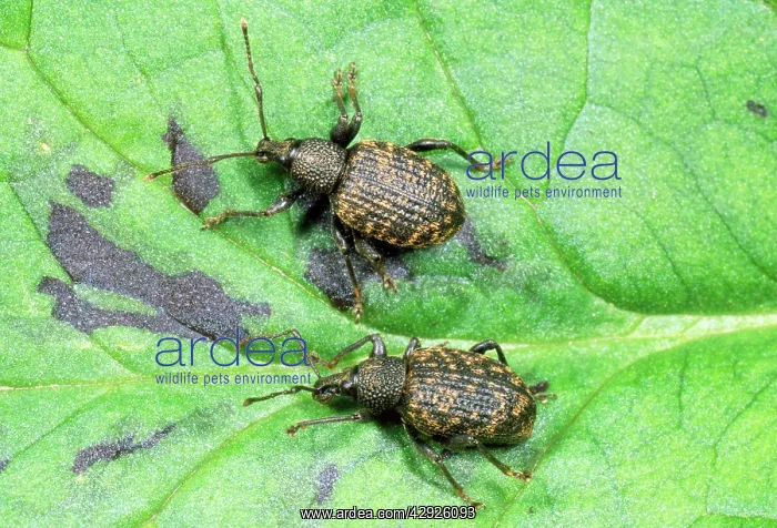: Vine Weevil - adults : Vine Weevil - adults