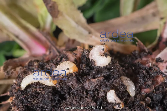 : Vine Weevil grubs on primula roots - Norfolk UK : Vine Weevil grubs on primula roots - Norfolk UK