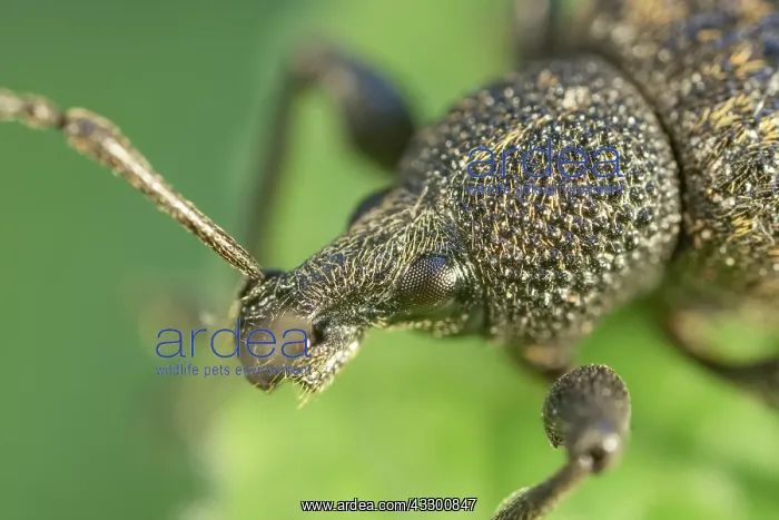 : Vine Weevil head and eyes - Norfolk UK : Vine Weevil head and eyes - Norfolk UK