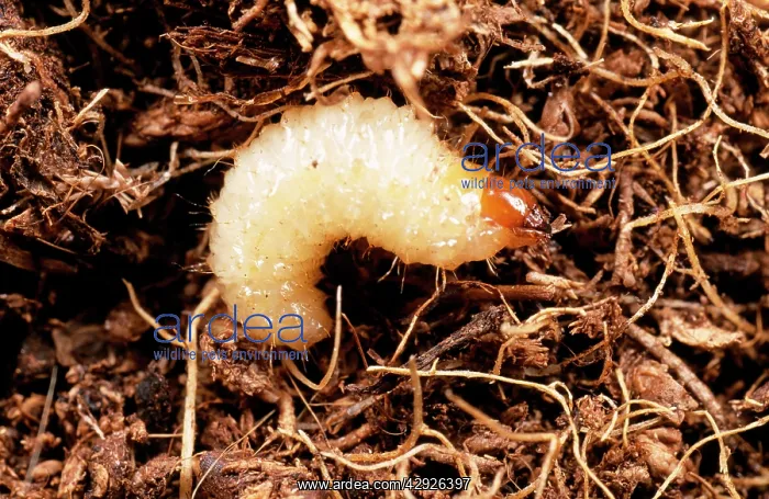 : VINE WEEVIL - LARVA : VINE WEEVIL - LARVA