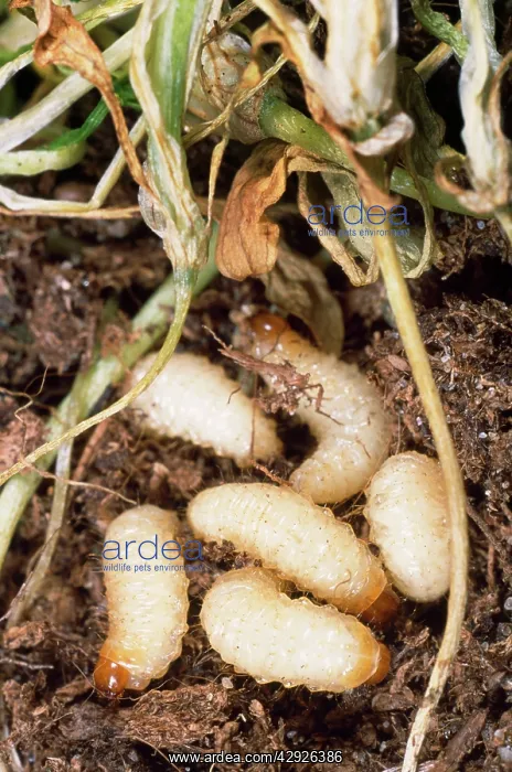 : Vine Weevil Larvae : Vine Weevil Larvae