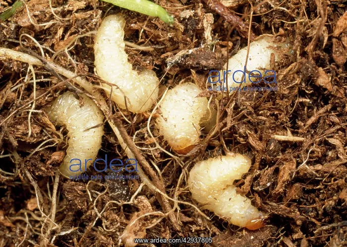 : VINE WEEVIL - FIVE LARVAE : VINE WEEVIL - FIVE LARVAE