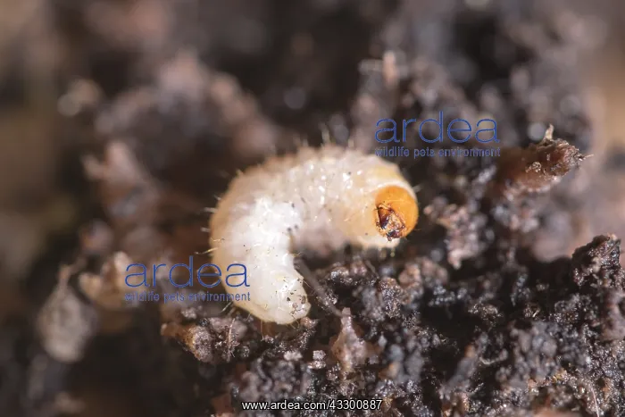  : Vine Weevil larvae - Norfolk UK
