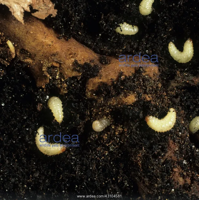 : Vine weevil (Otiorhynchus sulcatus) : Vine weevil (Otiorhynchus sulcatus)