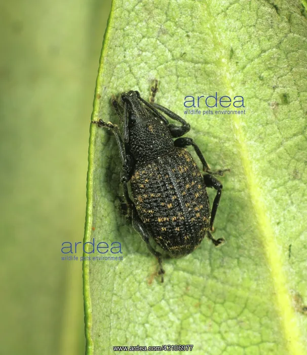 : Vine Weevil (Otiorhynchus sulcatus) : Vine Weevil (Otiorhynchus sulcatus)