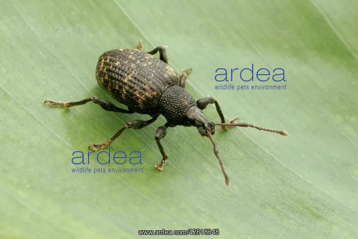 : Vine Weevil, Pest of cultivated plants : Vine Weevil, Pest of cultivated plants