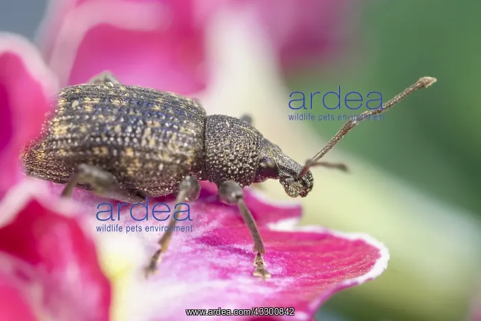 : Vine Weevil on primula flower - Norfolk UK : Vine Weevil on primula flower - Norfolk UK