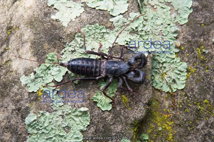 : Vinegaroon : Vinegaroon