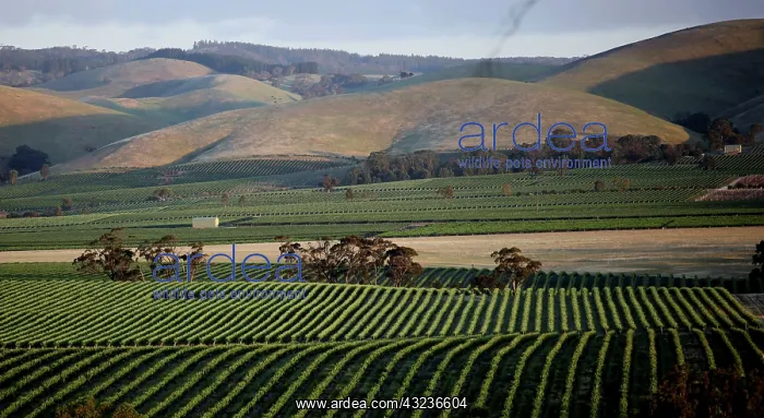 : Vinery in the Barossa Valley in Australia : Vinery in the Barossa Valley in Australia