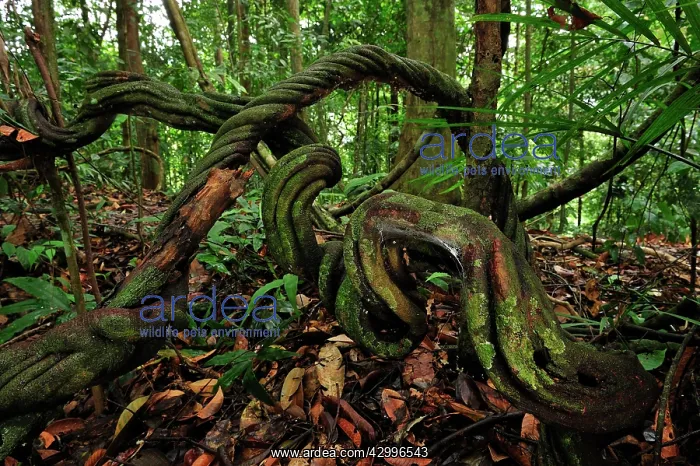 : vines / lianas on forest ground : vines / lianas on forest ground
