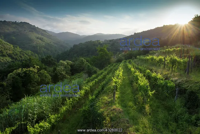 : Vines in the morning light, St. Francis Path : Vines in the morning light, St. Francis Path