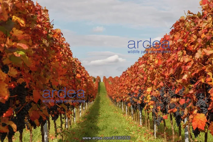 : Vines with red grapes in autumn, Southern Palatinate : Vines with red grapes in autumn, Southern Palatinate