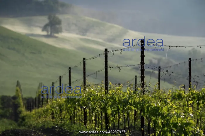 : Vines at sunrise with mist in hilly landscape, C : Vines at sunrise with mist in hilly landscape, C