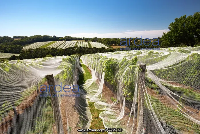 : Vines of wine grapes under netting towards end of s : Vines of wine grapes under netting towards end of s