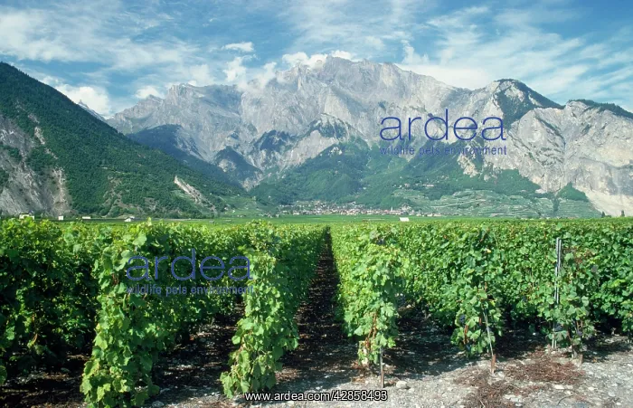 : Vineyard. South Valais, near Sion, Switzerland : Vineyard. South Valais, near Sion, Switzerland