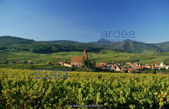 : VINEYARD. Vignoble, Alsace 68, Elsass, France : VINEYARD. Vignoble, Alsace 68, Elsass, France