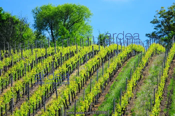 : Vineyard, Alsace, France, Europe : Vineyard, Alsace, France, Europe