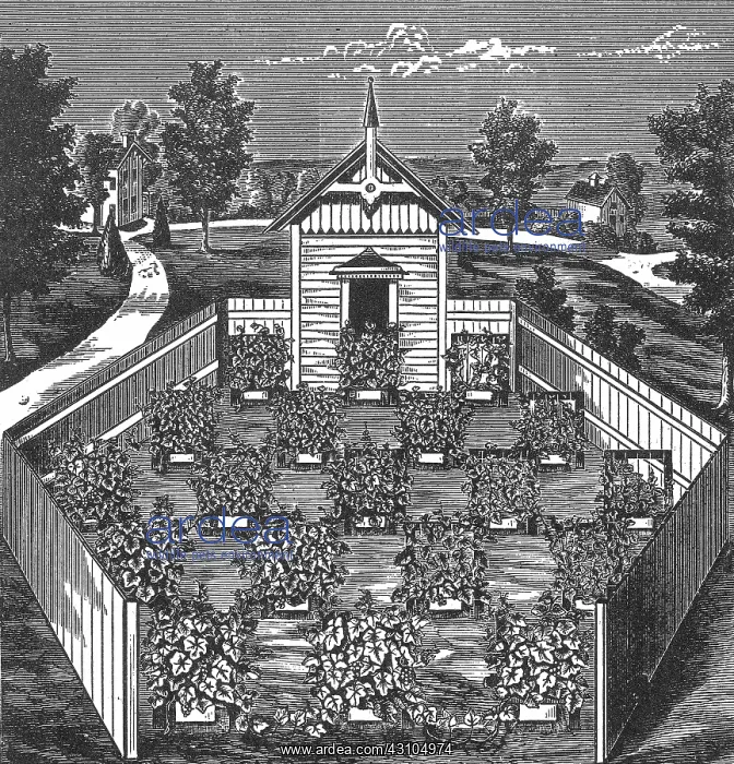 : Vineyard Apiary and ^Swarming^ the Grapevines : Vineyard Apiary and ^Swarming^ the Grapevines