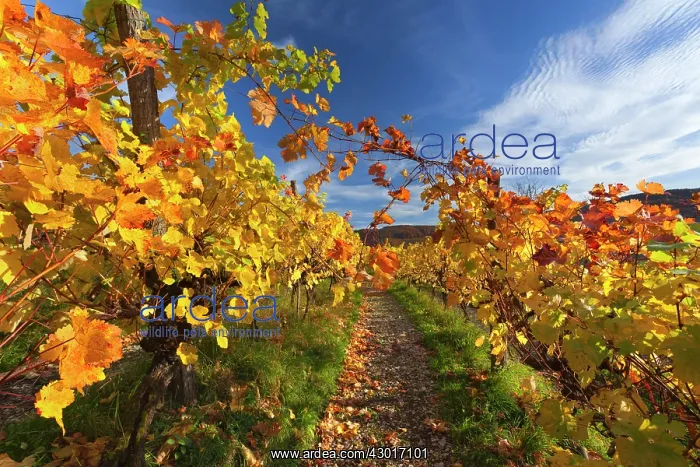 : Vineyard Autumn : Vineyard Autumn