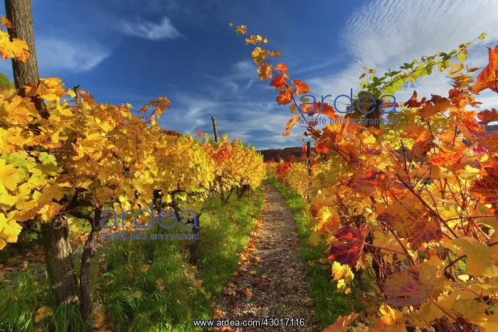 : Vineyard Autumn : Vineyard Autumn