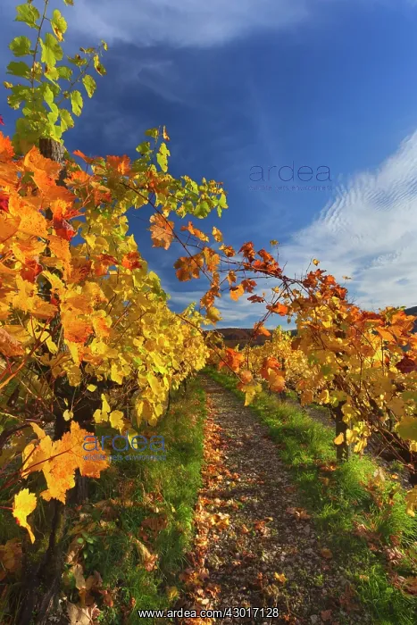  : Vineyard Autumn