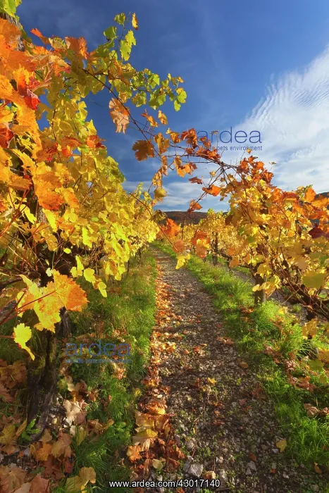 : Vineyard Autumn : Vineyard Autumn