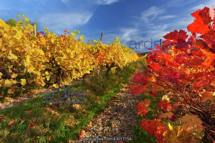 : Vineyard Autumn : Vineyard Autumn