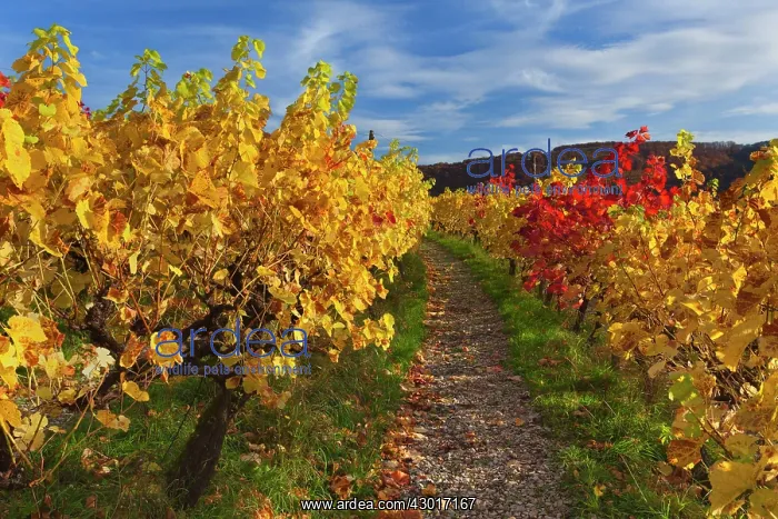 : Vineyard Autumn : Vineyard Autumn