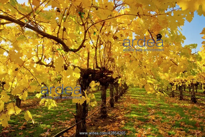 : Vineyard - in Autumn colour - Napa Valley vineyards : Vineyard - in Autumn colour - Napa Valley vineyards