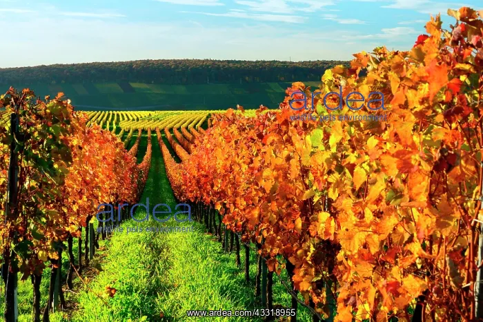 : Vineyard in autumn, coloured foliage, near Volkach : Vineyard in autumn, coloured foliage, near Volkach