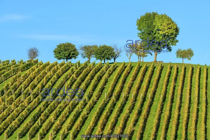 : Vineyard in autumn (October), Saint Champ, Bugey : Vineyard in autumn (October), Saint Champ, Bugey