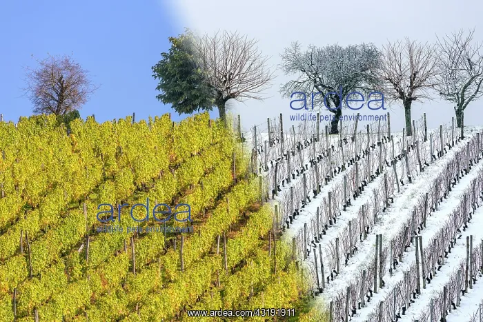 : Vineyard in autumn (October) and in winter (December) : Vineyard in autumn (October) and in winter (December)