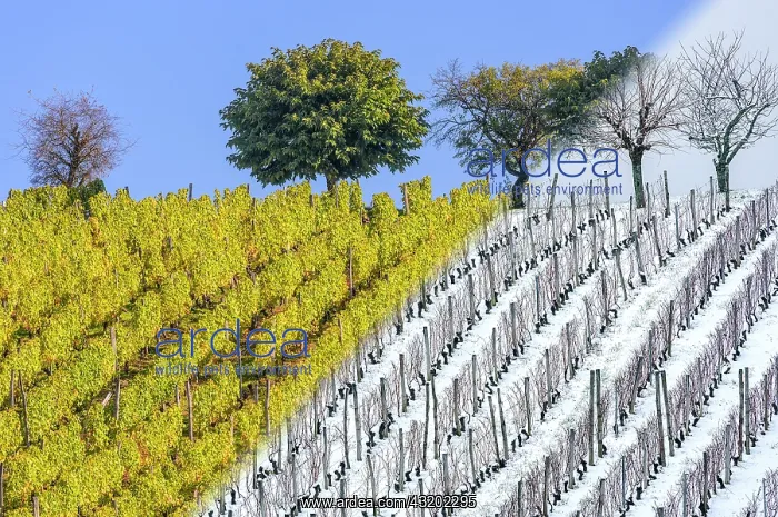 : Vineyard in autumn (October) and in winter (December) : Vineyard in autumn (October) and in winter (December)