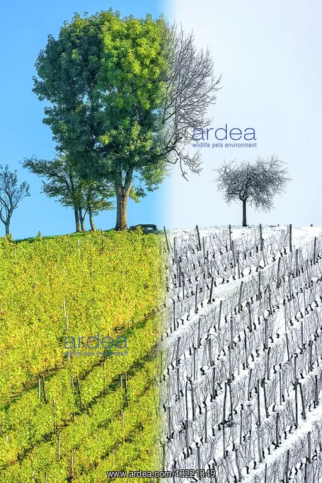 : Vineyard in autumn (October) and in winter (December) : Vineyard in autumn (October) and in winter (December)