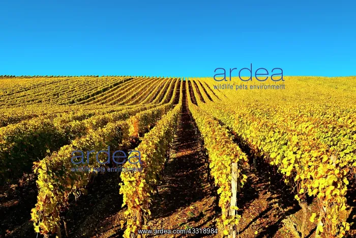 : Vineyard in autumn, yellow foliage, blue sky, Volkach : Vineyard in autumn, yellow foliage, blue sky, Volkach