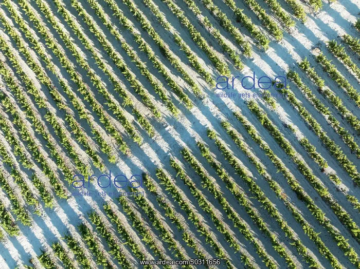 : The vineyard of the Bodega González Byass near the town of Jerez de la Frontera : The vineyard of the Bodega González Byass near the town of Jerez de la Frontera