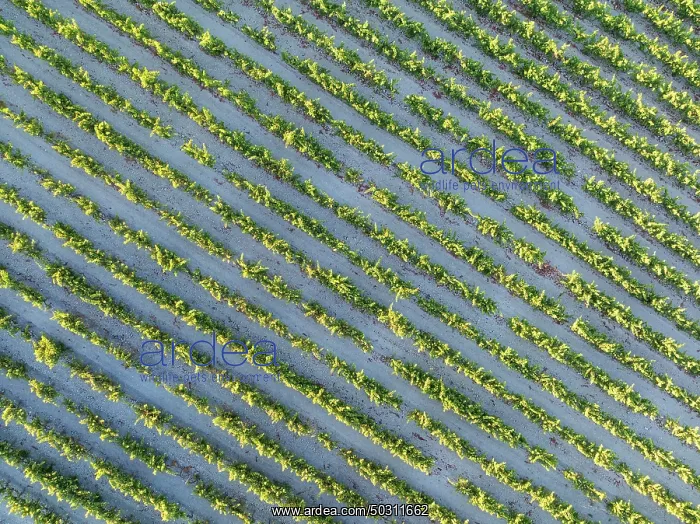 : The vineyard of the Bodega González Byass near the town of Jerez de la Frontera : The vineyard of the Bodega González Byass near the town of Jerez de la Frontera