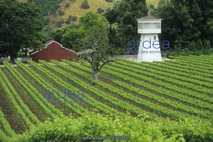 : Vineyard along Carmel Valley Road : Vineyard along Carmel Valley Road